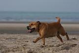 STAFFIE 342